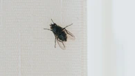Aldi launches £2.49 buy that banishes flies, wasps and mosquitoes from your home