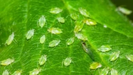 How to use a 69p hack to kill green flies without nasty chemicals