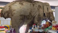 Hungry elephant munches on grub after barging into grocery store