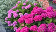 Get your hydrangeas to bloom all summer long with £3 Tesco buy