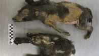 Mummified 14,000-year-old puppies with FUR still intact found frozen in ice