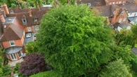 'Jack & the Beanstalk' tree towers over my home - it's grim & irresponsible