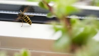 The 22p Tesco buy to stop wasps from coming inside your house this summer