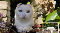 Urgent warning to put sun cream on pets after cat loses ears to skin cancer