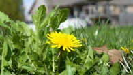 The simple trick that stops dandelions coming back to your lawn