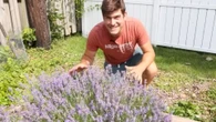 Lavender will double in size if you add 45p kitchen staple to soil this spring