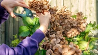 The reason your hydrangeas look brown & mistakes to avoid for them to bloom