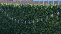I turned my garden into a leafy oasis & have more privacy with a cheap B&M buy