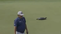 Moment USPGA stars are delayed by a TURTLE scampering across green
