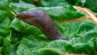 A 5p hack has stopped slugs from ravaging my gorgeous hosta - it's grown huge