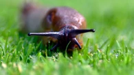 The £2.80 trick you must try to keep slugs off your grass this spring