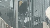 Moment vile woman batters French bulldogs with SPADE after abusing 20 pets