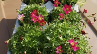 Shoppers racing to buy a 50p buy to transform their gardens - it's £3 elsewhere