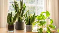 Five houseplants to add to your home if you hate dusting - including £9 buy