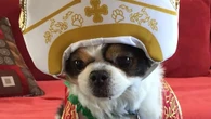 How owners are dressing dogs as Pope following announcement of new pontiff
