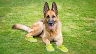Sniffer dogs at Club World Cup wearing CROCS to protect their paws from heat