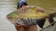 Popular beach resort forced to SHUT DOWN after 94 attacks by piranha-like fish