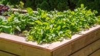 Gardening expert reveals the 5 vegetables to plant NOW before it's too late