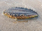 Mysterious 'alien-like' sea creature is found on UK beach