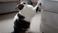 From a 'bored' cat to a dog dealing with the heat - your pet queries
