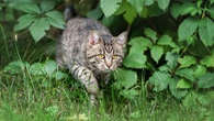 From cat who likes walks to horse being bitten - your pet queries answered