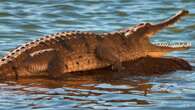 Major Olympic event set to take place in water infested with crocodiles