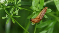Banish slugs for good using a 50p drink - it works on wasps too