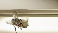 The easy way to stop flies coming into your home using a £1 seasoning buy