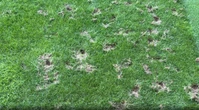Football pitch unrecognisable after it is destroyed by rats before World Cup tie