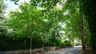 Ex-Premier League manager wins battle with neighbours over 7 ‘nuisance’ trees