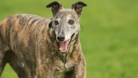 Boy, 8, and man savaged by 'greyhound' at park sparking urgent police hunt