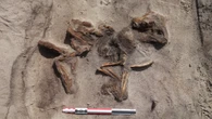 Viking burial reveals woman buried with tiny dog in mysterious 'boat grave'