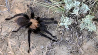 Swarms of terrifying randy tarantulas invade US for mating season