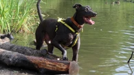 Meet UK's loneliest dogs that have been waiting 8 YEARS for forever homes
