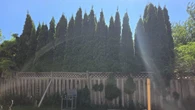 My neighbour refuses to chop down trees that block ALL the sun from my garden