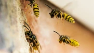 I'm the Queen of Clean and my 5p hack stops wasps & hornets attacking you