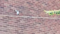 My nosy neighbour has TWO cameras looking into my garden - it's like Big Brother
