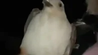 Woman gets instant karma after carrying seagull home from night out