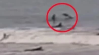 Surfer is HEADBUTTED by airborne shark & says ‘I’m happy its mouth wasn’t open’