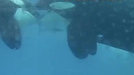Never-before-seen moment two killer whales are filmed KISSING in incredible vid