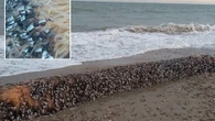 Hundreds of bizarre-looking creatures worth a FORTUNE wash up on UK beach