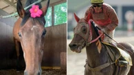 Horse dubbed 'shining star of losers' who never won in 113 races dies aged 29