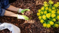 Stop weeds growing all autumn and winter with quick gardening task