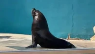 Tragic vid reveals lonely sea lion circling tank after death of only companion
