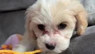 We only left our dog for 10 minutes & she died - please learn from our mistake