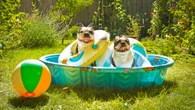 Vet warns dog breeds most likely to get heatstroke & organ failure
