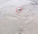 Moment daredevil leaps into river for a £4 bet - before he's swept away