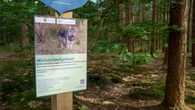 Boy, 6, dragged into woods by child-hunting WOLF in front of horrified mum
