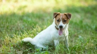 Lidl’s £7.99 garden buy is perfect for refreshing your dog in roasting temps