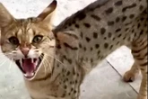 Rise of ‘psycho’ cats - domestic pets crossed with wild animals prowling UK